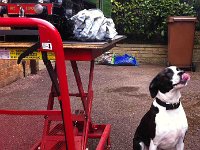 Alfie (68a)