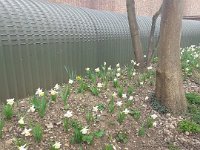 NSMESpringFlowers290320 (1)