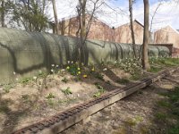 NSMESpringFlowers290320 (2)