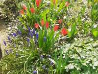 NSMESpringFlowers290320 (3)