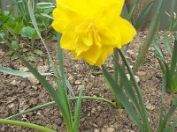 NSMESpringFlowers290320 (4)