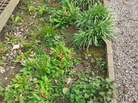 NSMESpringFlowers290320 (6)