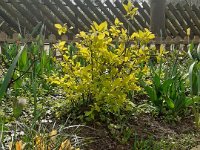 NSMESpringFlowers290320 (7)