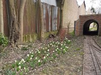 NSMESpringFlowers290320 (8)