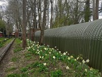 NSMESpringFlowers290320 (9)
